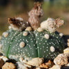 Sand Dollar Cactus &