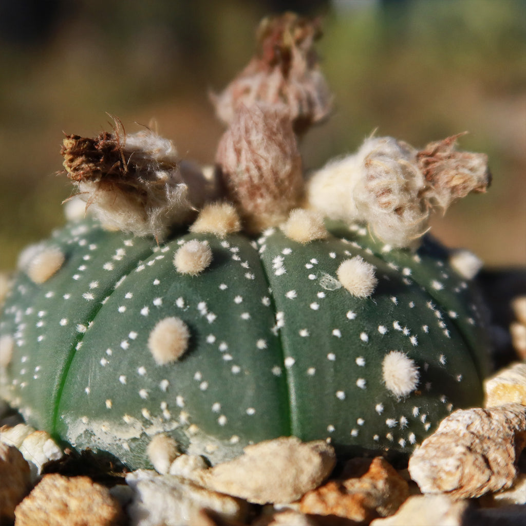 Sand Dollar Cactus &