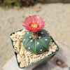 Sand Dollar Cactus &