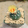 Sand Dollar Cactus &