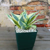 Dwarf Snake Plant - Sansevieria ‘Golden Hahnii’