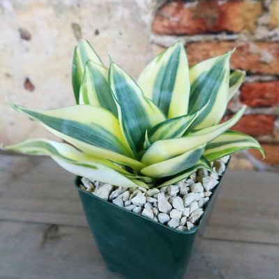 Dwarf Snake Plant - Sansevieria ‘Golden Hahnii’