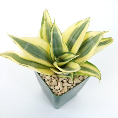 Dwarf Snake Plant - Sansevieria ‘Golden Hahnii’