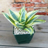 Dwarf Snake Plant - Sansevieria ‘Golden Hahnii’