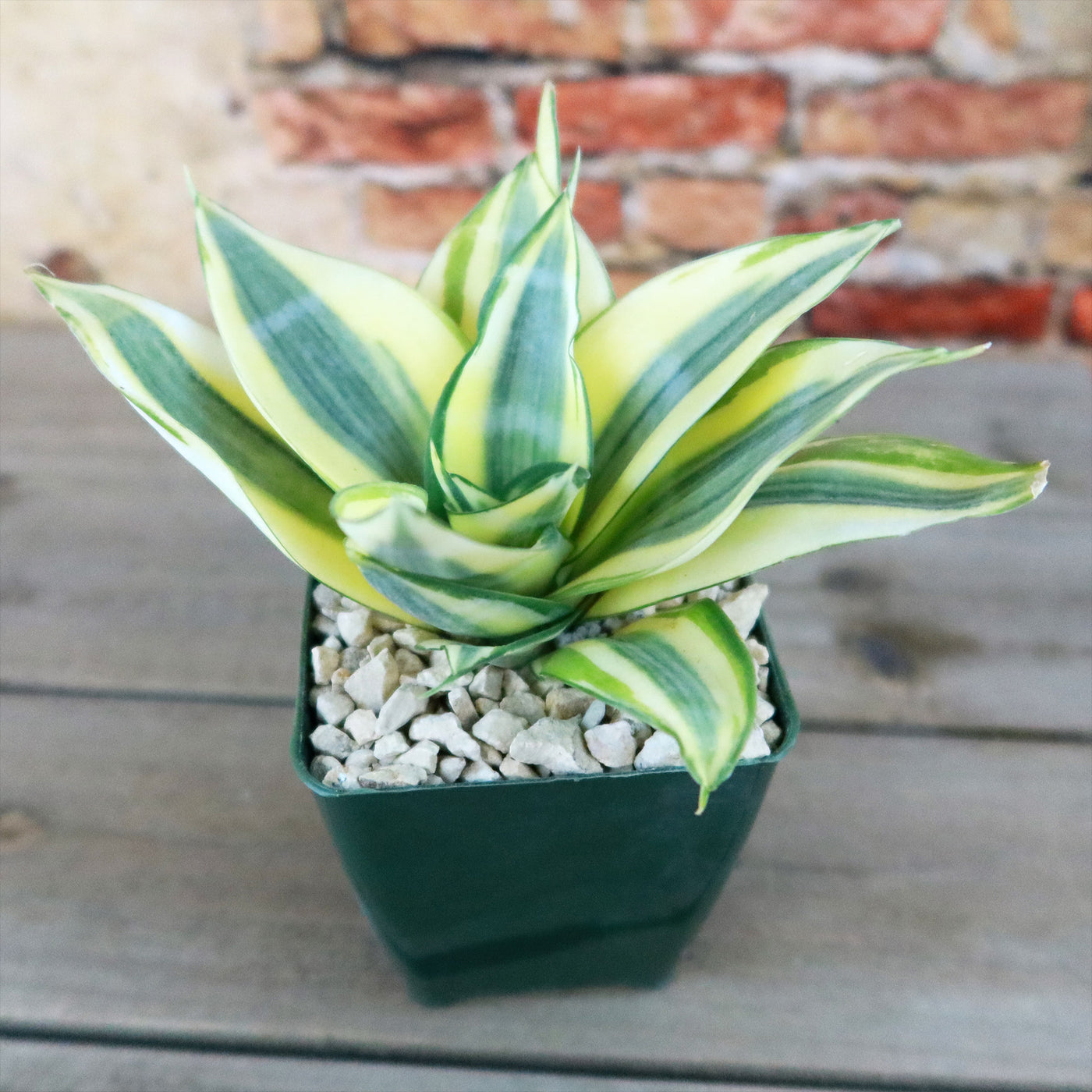 Dwarf Snake Plant - Sansevieria ‘Golden Hahnii’