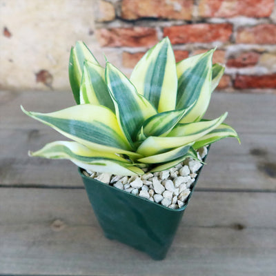 Dwarf Snake Plant - Sansevieria ‘Golden Hahnii’