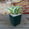 Dwarf Snake Plant - Sansevieria ‘Golden Hahnii’