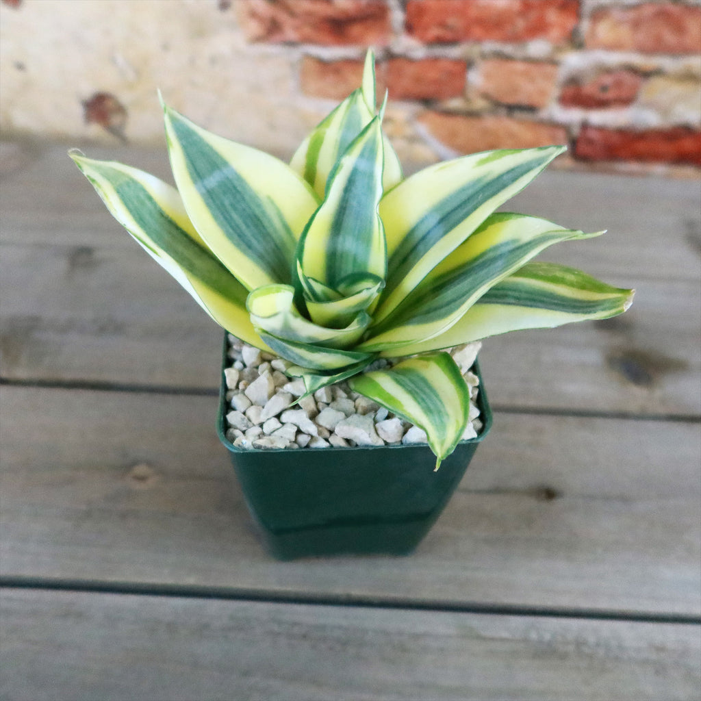 Dwarf Snake Plant - Sansevieria ‘Golden Hahnii’