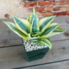 Dwarf Snake Plant - Sansevieria ‘Golden Hahnii’