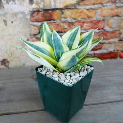 Dwarf Snake Plant - Sansevieria ‘Golden Hahnii’