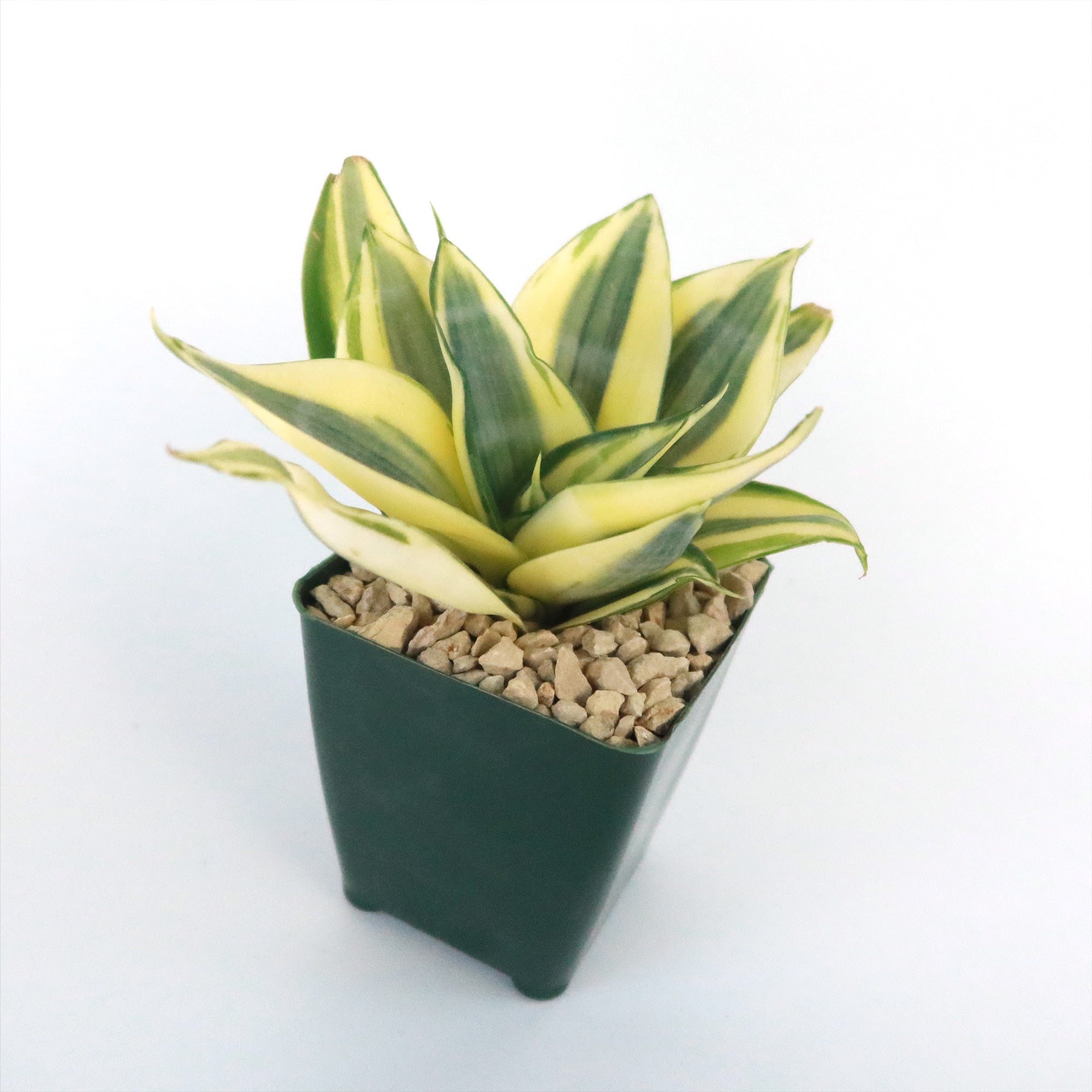 Dwarf Snake Plant - Sansevieria ‘Golden Hahnii’