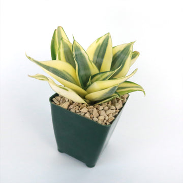 How To Plant Grow And Care For Sansevieria Trifasciata Golden Hahnii: Expert Tips