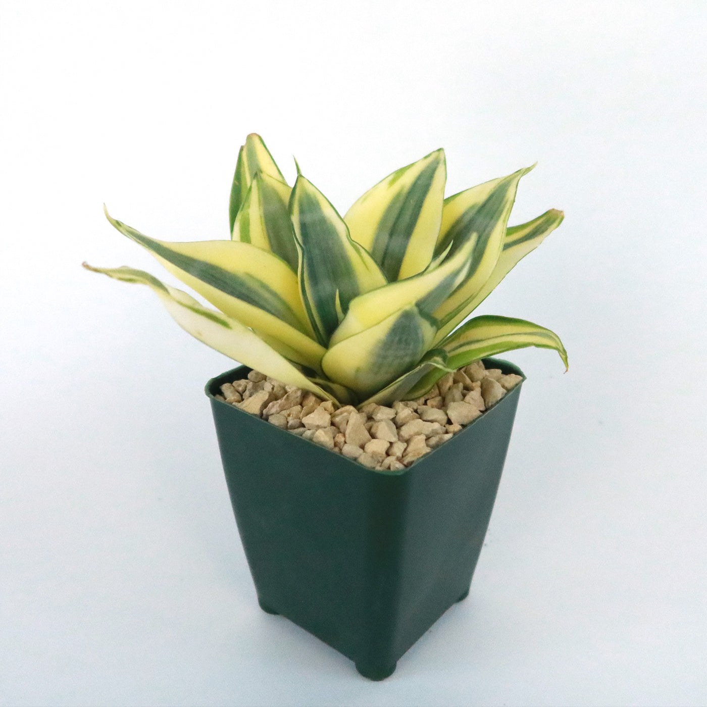 Dwarf Snake Plant - Sansevieria ‘Golden Hahnii’