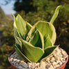 Sansevieria Bird Nest green