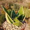 Sansevieria Bird Nest green