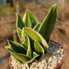 Sansevieria Bird Nest green