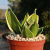 Sansevieria Bird Nest green