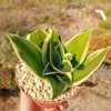 Sansevieria Bird Nest green