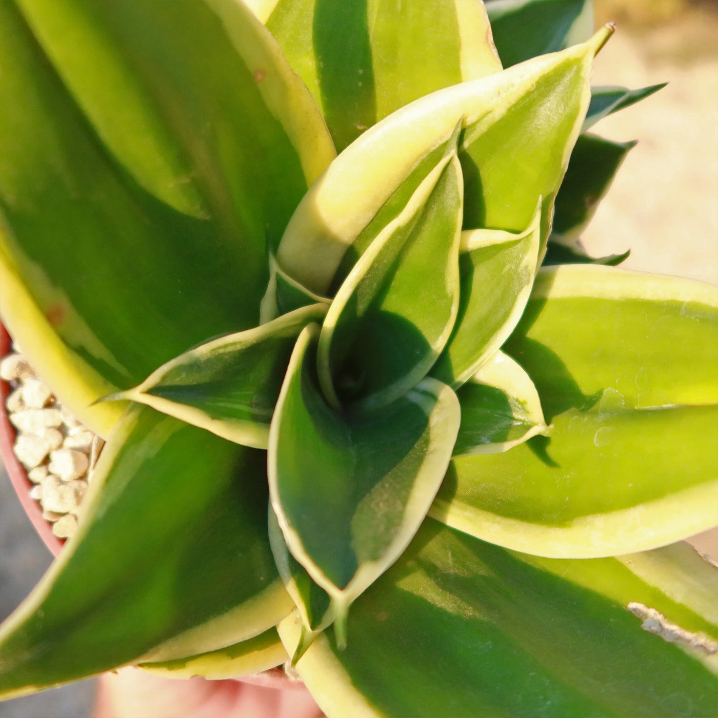 variegated birds nest sansevieria Sansevieria Bird Nest green