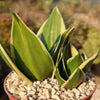 Sansevieria Bird Nest green