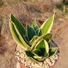 Sansevieria Bird Nest green