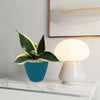 Sansevieria Bird Nest green with yellow-edged leaves on a white marble surface, next to a white lamp and abstract art in background.