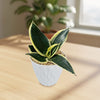 Sansevieria Bird Nest green plant in a white textured pot sits on a light wooden table, with another plant and window softly blurred behind.