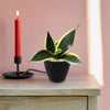 Sansevieria Bird Nest green indoor plant in a black pot on a wooden table, next to a lit red candle, sunlight on pink wall.
