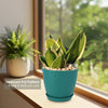 Sansevieria Bird Nest in a textured blue pot on a windowsill, with another indoor plant in a white pot in the background.