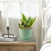 Sansevieria Bird Nest green plant in a small green pot on a wooden nightstand beside a candle, near a bed and bright window.