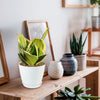 Sansevieria Bird Nest green plant in a white pot on a wooden shelf, surrounded by vases, plants, and framed pictures in a bright room.