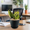 A Sansevieria Bird Nest green indoor plant in a pot sits on a wooden desk beside a smartphone, pen, notebook, and computer.