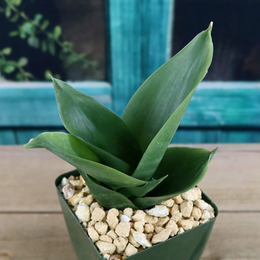 Black Jade Snake Plant ‘Sansevieria hahnii Black Jade’