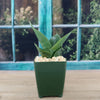 Black Jade Snake Plant ‘Sansevieria hahnii Black Jade’