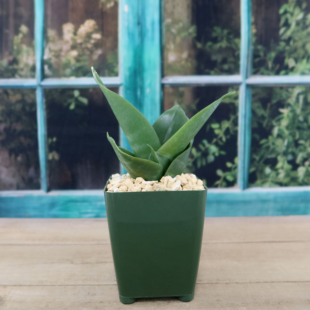 Black Jade Snake Plant ‘Sansevieria hahnii Black Jade’