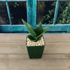 Black Jade Snake Plant ‘Sansevieria hahnii Black Jade’