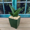 Black Jade Snake Plant ‘Sansevieria hahnii Black Jade’