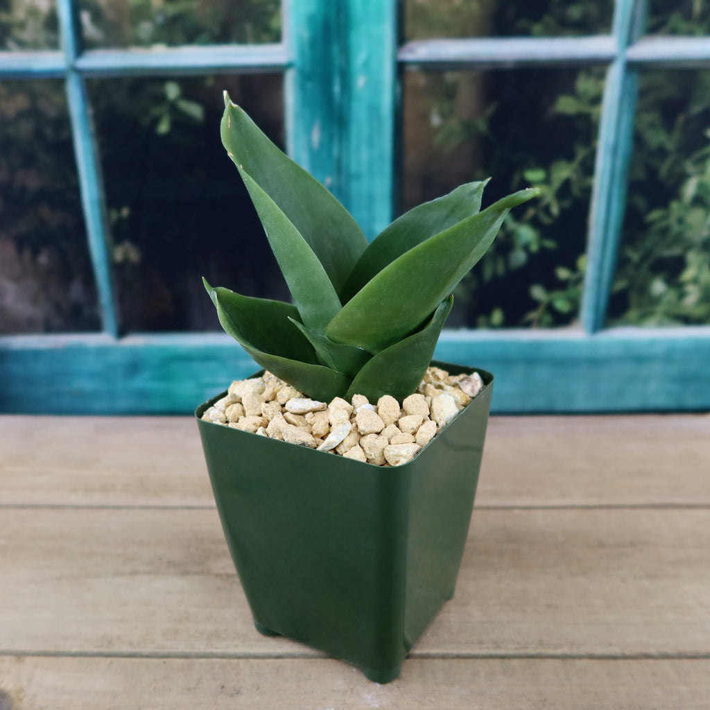 Black Jade Snake Plant ‘Sansevieria hahnii Black Jade’