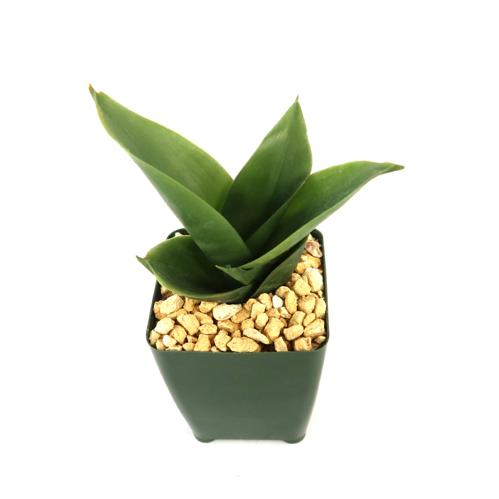 Black Jade Snake Plant ‘Sansevieria hahnii Black Jade’