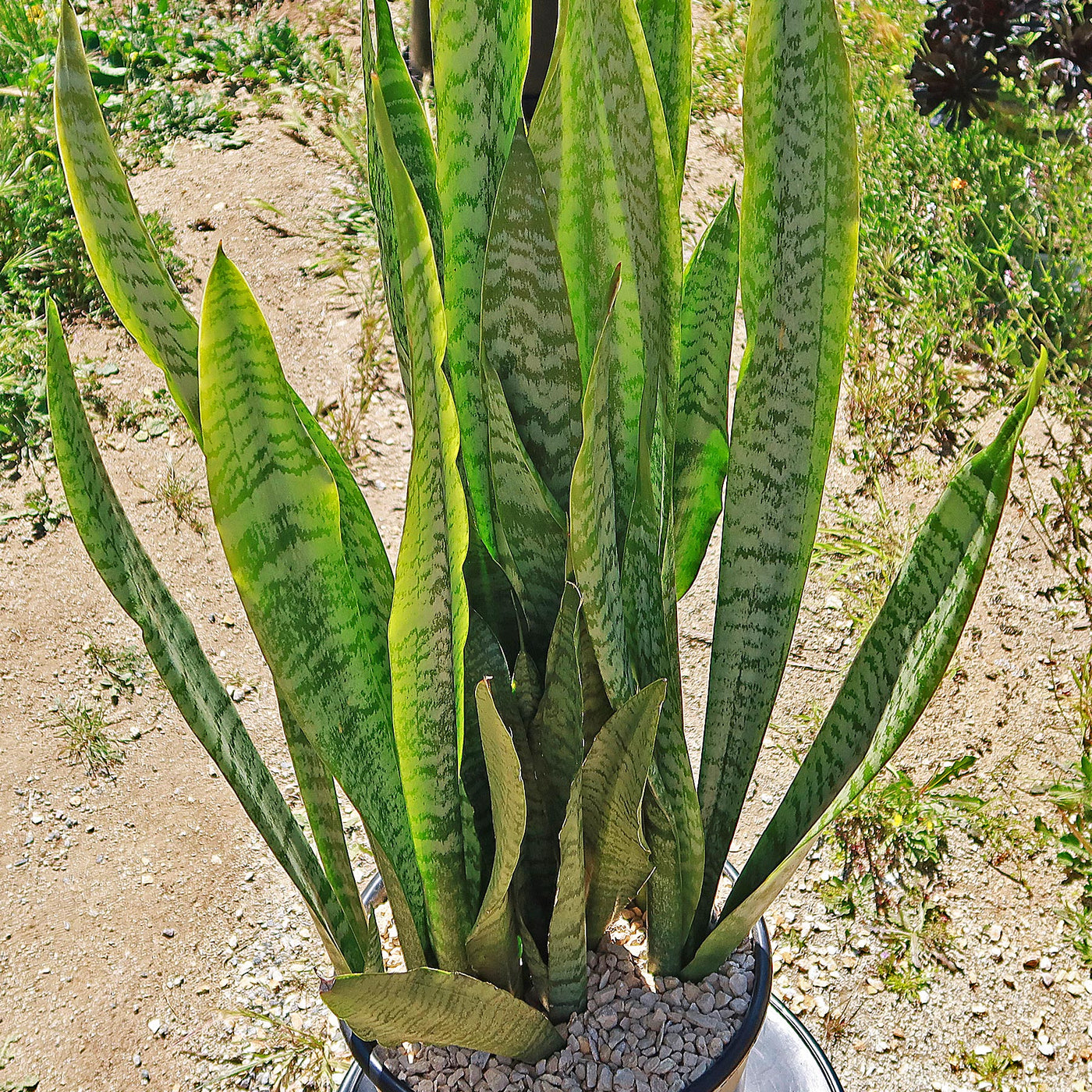 'Sansevieria zeylanica' Mother-in-Law's Tongue-Snake Plant -1