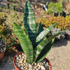 Zeylanica Snake Plant &