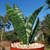 Zeylanica Snake Plant &