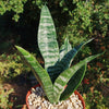 Zeylanica Snake Plant &