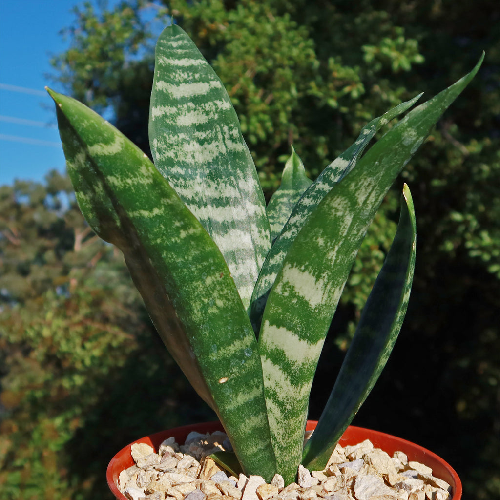 Zeylanica Snake Plant &