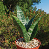 Zeylanica Snake Plant &