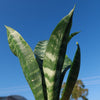 Zeylanica Snake Plant &