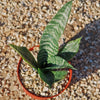 Zeylanica Snake Plant &