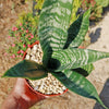 Zeylanica Snake Plant &