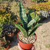 Zeylanica Snake Plant &