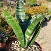 Zeylanica Snake Plant &